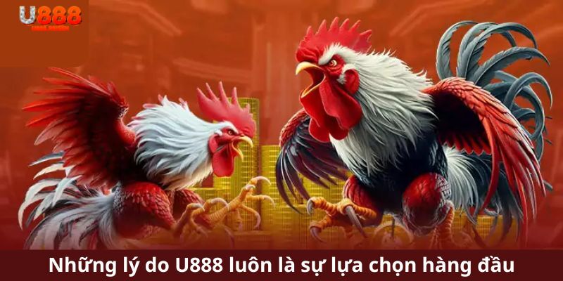 Những lý do đá gà U888 luôn là sự lựa chọn hàng đầu