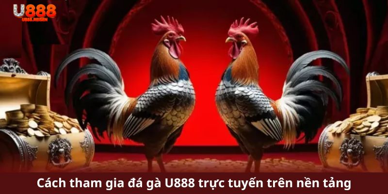 Cách tham gia đá gà U888 trực tuyến trên nền tảng