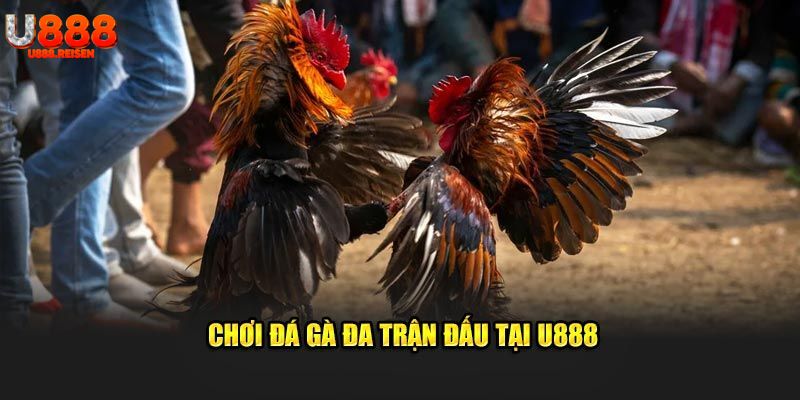 Đá gà U888 diễn ra nhiều trận đấu nảy lửa